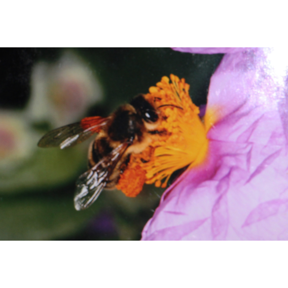 Pollen
