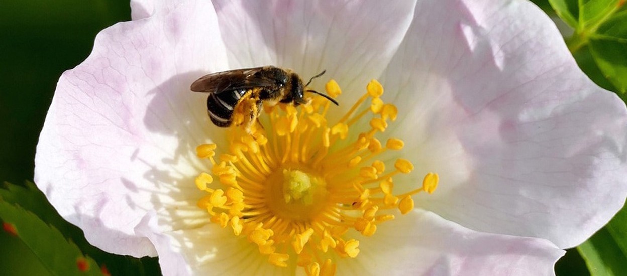 Propolis, Pollen and Royal Jelly